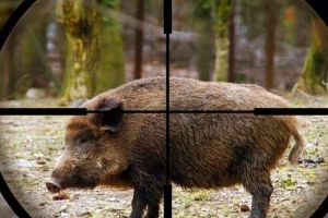 UPDATE. Pădurarul din Dobra, aflat la braconat, ucis de un porc mistreţ