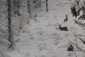 Cerbi filmaţi în Parcul Naţional Călimani, făcându-şi drum prin stratul gros de zăpadă