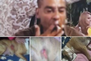 Câine înjunghiat mortal de un gălăţean
