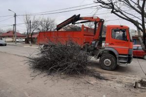 Continua lucrarile de toaletare a arborilor in Constanta  