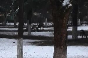 Imagini inedite în Băile Felix: Căprioarele au ieşit la plimbare în parcul unui hotel (VIDEO)