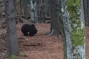 VIDEO. O ursoaică şi doi pui, filmaţi în mediul lor natural, într-o pădure din Valea Frumoasei