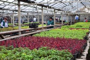 Pregătiri pentru sezonul de primăvară la Administraţia Serelor din Târgu-Mureş