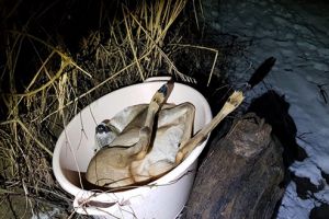 Căprioară ucisă la Vaţa de Jos