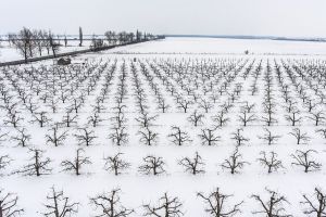 Pentru agricultori, zăpada căzută e mană cerească