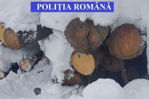 Poliţiştii au confiscat lemn şi două vehicule