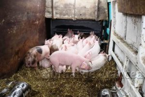 FOTO: Porci transportaţi ilegal, incineraţi de teama pestei porcine africane