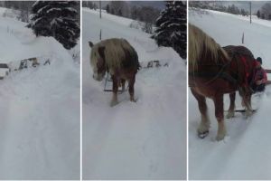 FOTO, ȘTIREA TA: Cum se face deszăpezirea la Arieşeni: Cu cal şi plug artizanal din scândură