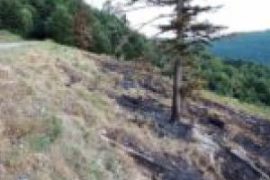 USR Caraş-Severin: Complicitate între Ministerul Mediului şi Romsilva în distrugerea pădurilor din Semenic!