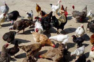 Administraţia locală din Alba Iulia CEDEAZĂ şi-i lasă pe localnici să crească găini