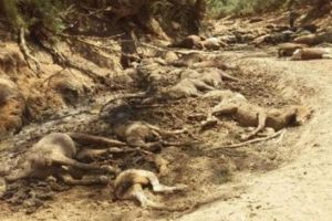 Aproape o sută de cai morţi, descoperiţi lângă o apă secată, în Australia