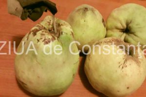 De ce este bun sucul de gutui