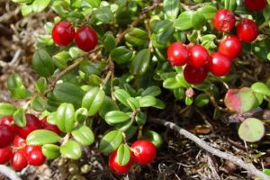 Merişor (Vaccinium vitis idaea) – beneficii şi proprietăţi