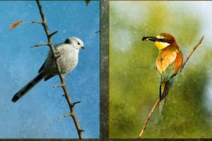 ”Păsările Cerului” expuse la Muzeul de Istorie Naturală