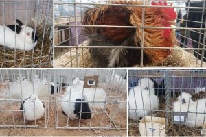 FOTO / VIDEO: O nouă ediţie a ”Expoziţiei Columbofile”, în weekend, la Sebeş. Participă 90 de crescători