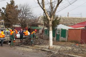 Constanta. Serviciul Gestionare Spatii Verzi, actiune de toaletare a arborilor de pe marginea strazilor (galerie foto) 