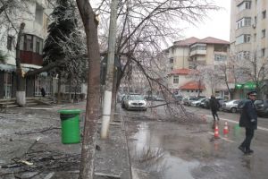 Slobozia: Atenţie la copaci!