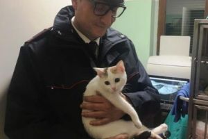 Românca ce şi-a aruncat pisica de la etaj riscă puşcăria