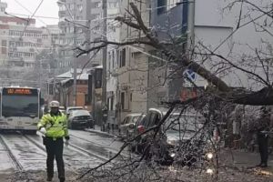 Unde trebuie să sunaţi dacă vă găsiţi maşina avariată de copaci