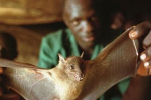 După ani de zile de cercetări, oamenii de ştiinţă au descoperit SURSA epidemiei Ebola
