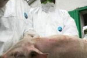 Alertă de pestă porcină africană în Timiş! Zeci de animale au murit la Belinţ!