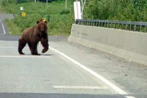 Tunelurile pentru urşi de pe autostrada Lugoj-Deva, estimate la 1,33 miliarde de lei. Cea mai mică secţiune va fi şi cea mai scumpă