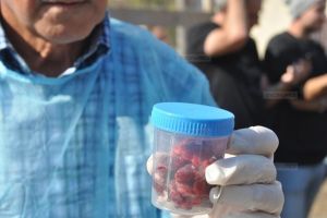 Suspiciune de pestă porcină africană în judeţul Timiş