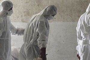 BREAKING NEWS/ Autorităţile, în ALERTĂ: Focar de PESTĂ PORCINĂ AFRICANĂ la Arad! Autorităţile au dispus SACRIFICAREA a zeci de animale