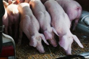 Transport ilegal de porci, interceptat de Poliţie; animalele, eutanasiate, proprietarul – amendat