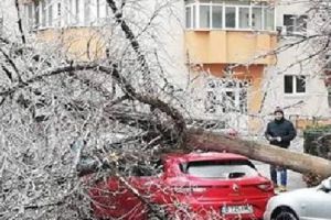 Weekend de COȘMAR în Bucureşti. Un copac îngheţat s-a prăbuşit peste un autoturism. VIDEO 