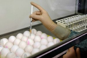 Găini modificate genetic ca să facă ouă anticancer