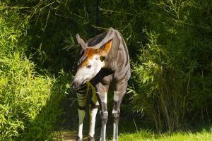Misteriosul animal okapi, pe cale de dispariţie
