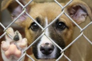 Câinii fără stăpân din Târgu-Mureş, adoptaţi de germani!