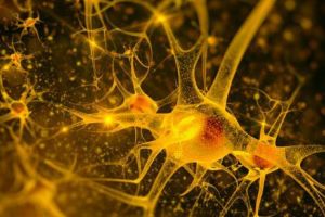 „Neuronii-oglindă”, MINUNEA despre care OMENIREA nu a ştiut. Proprietăţi INCREDIBILE ale creierului, descoperite de SPECIALIȘTI