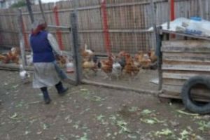 Impozit pe GUNOIUL de pasăre. Cum justifică primarul DECIZIA. Localnicii sunt REVOLTAŢI