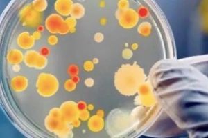 Probioticele şi prebioticele – rolul lor pentru sănătate