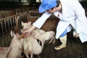 Virusul pestei porcine africane a fost CONFIRMAT în Timiş şi Arad