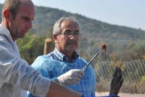 Cazul de pestă porcină africană din Timiş a fost confirmat la Bucureşti