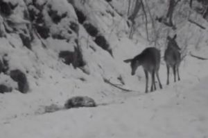 Apariţie spectaculoasă în Semenic I VIDEO