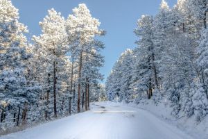 Retrocedările, în impas. Ne lipsesc 67.000 ha de pădure