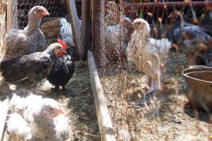 Albaiulienii pot creşte în continuare păsări în gospodării! Hotărârea Consiliului Local care stabilea amenzi fost revocata