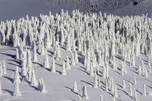 Imagini spectaculoase la Stâna de Vale, unde copacii au 