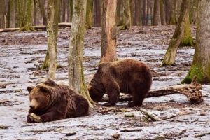 Urşii de la Zoo Târgu-Mureş, “meteorologi” fără greşeală!