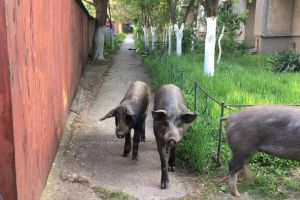 ACUZE GRAVE: „Apariţia pestei porcine africane în Arad, oraşul administrat de Falca, unde porcii, caii, oile şi alte animale zburdă în voie, nu e întâmplătoare”
