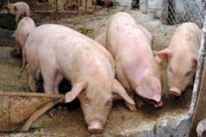 Două noi cazuri de pestă porcină, confirmate la Satu Mare
