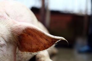 Pestă porcină în Belinţ, suspiciuni în alte localităţi. Dosar penal şi vizită a ministrului Agriculturii