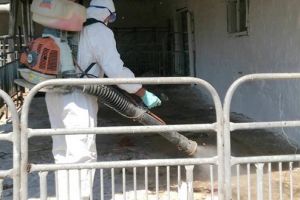Prefectura anunţă măsuri urgente şi stricte pentru prevenirea apariţiei pestei porcine