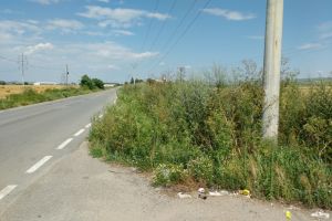 Zeci de plopi de la marginea unui drum judeţean din Alba, tăiaţi pentru siguranţa şoferilor. Lemnul va fi vândut