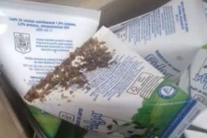 ȘOC într-o şcoală din Bistriţa. Ce au găsit elevii în cutiile cu lapte. Autorităţile au intrat în ALERTĂ