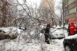 Cum poţi fi DESPĂGUBIT dacă ţi-a CĂZUT COPACUL pe MAȘINĂ. Ce spune LEGEA